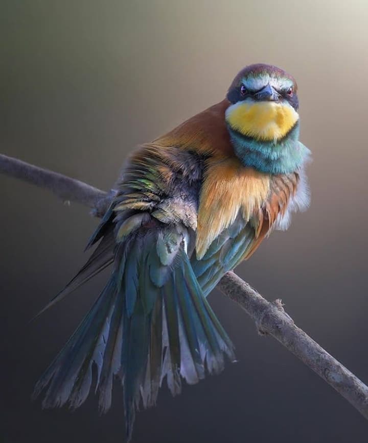 Bird