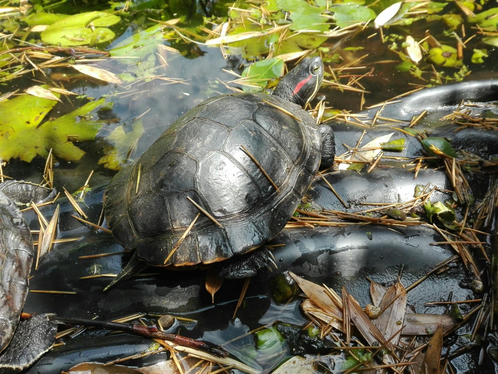 Turtle