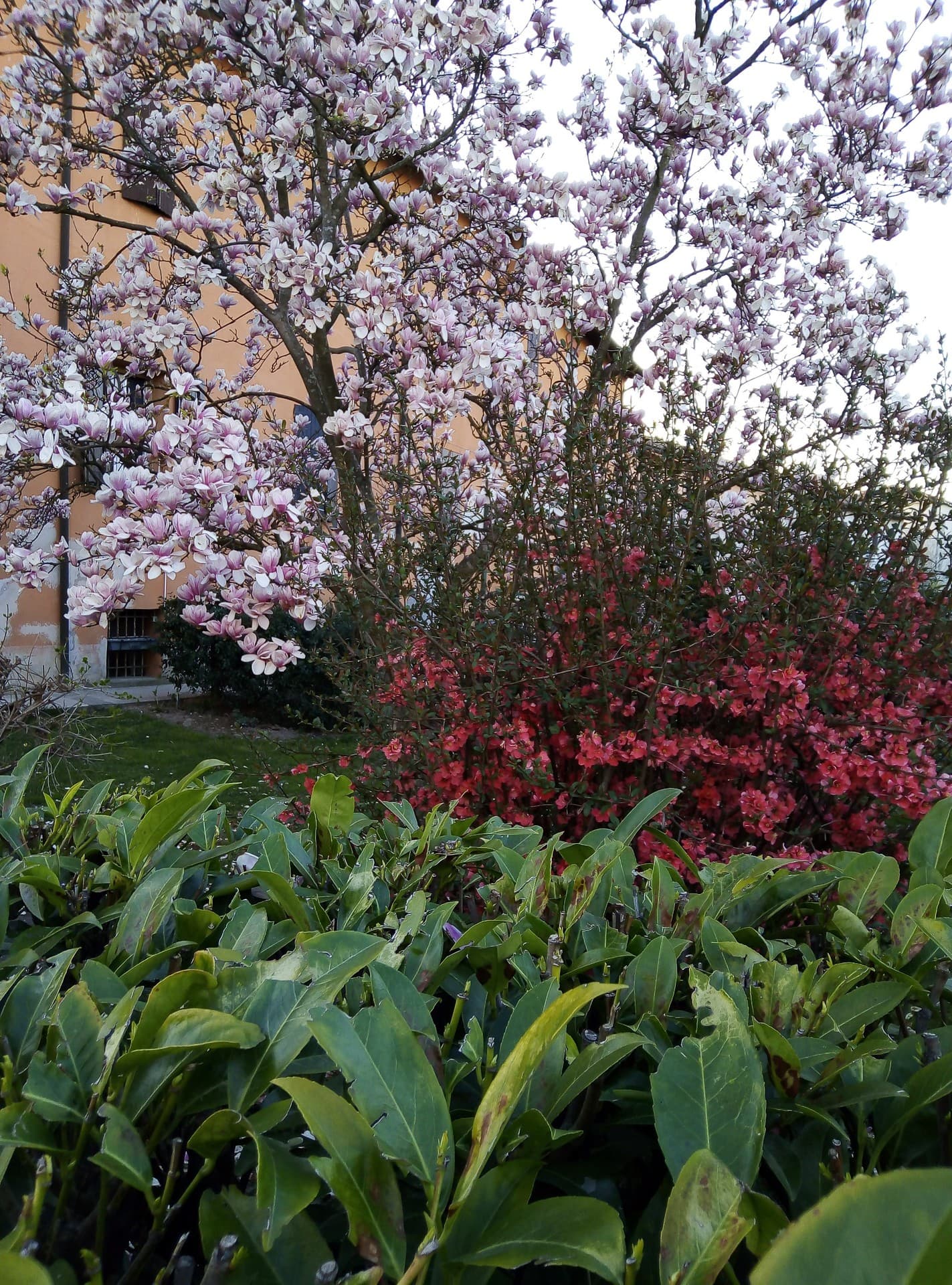 Flower Tree