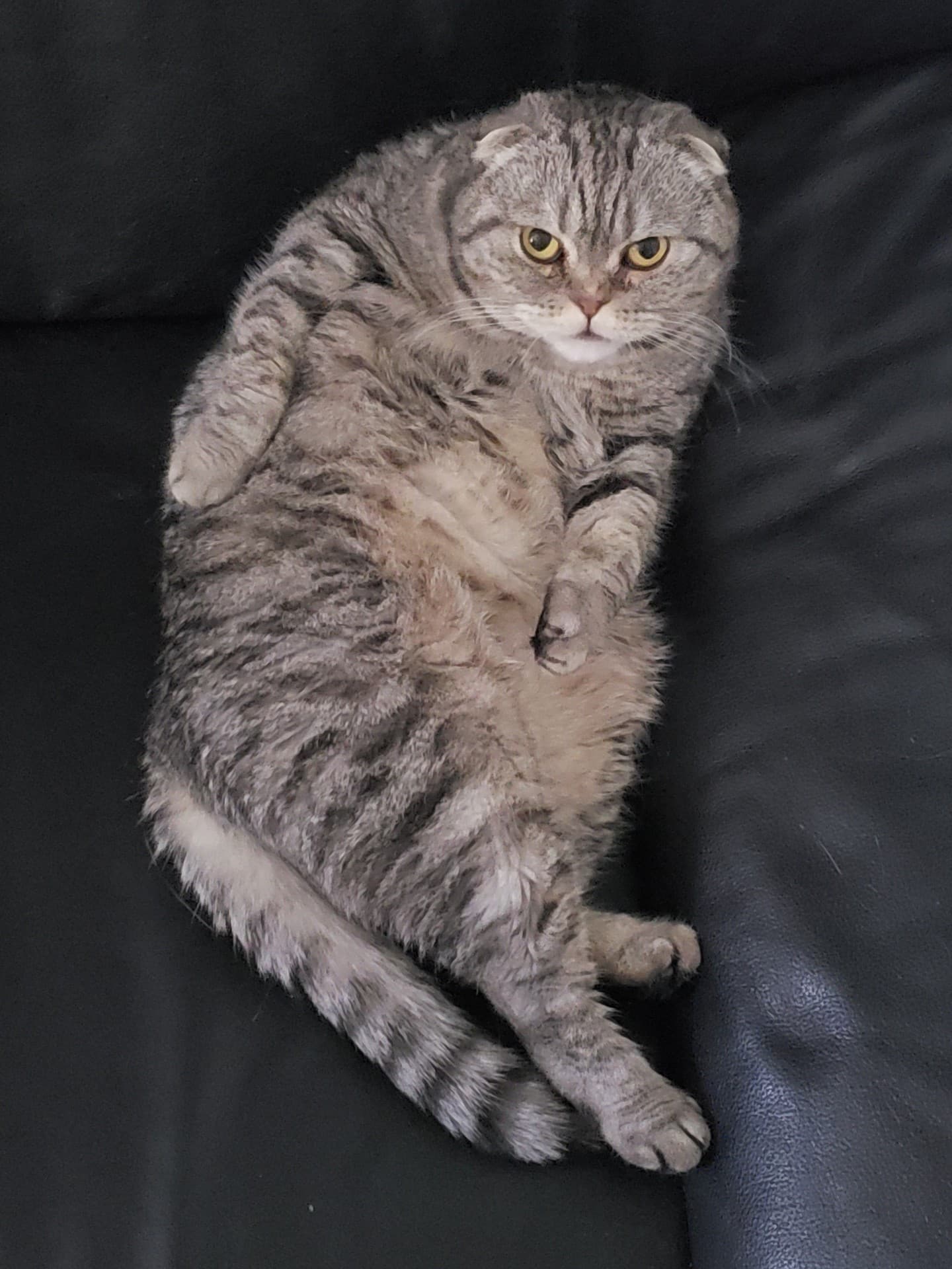 Кошка