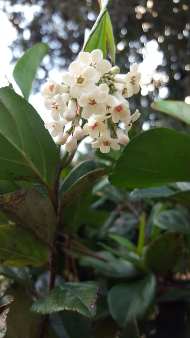 Tiny Flowers