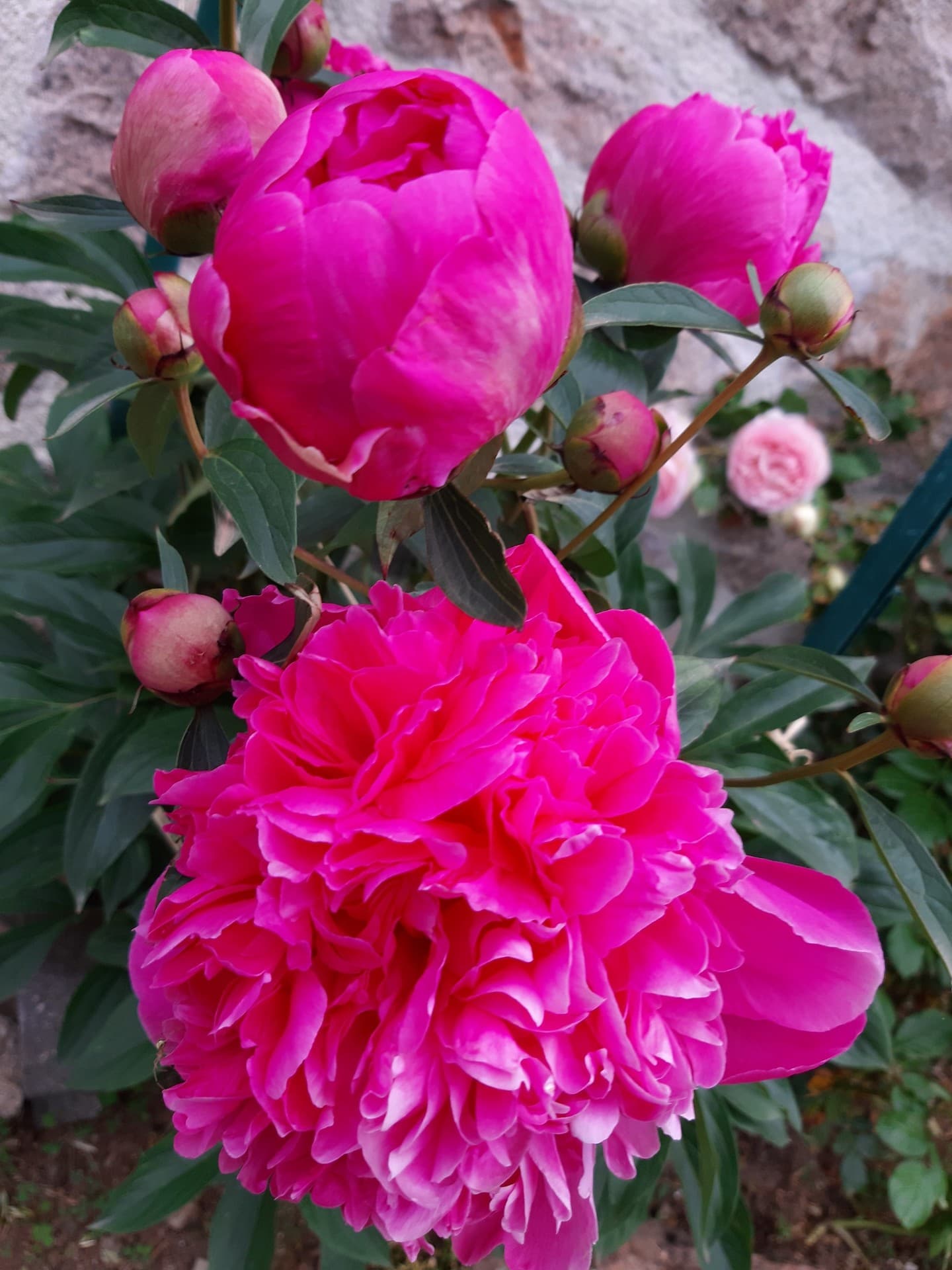 fleur