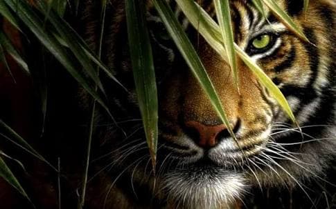 tiger