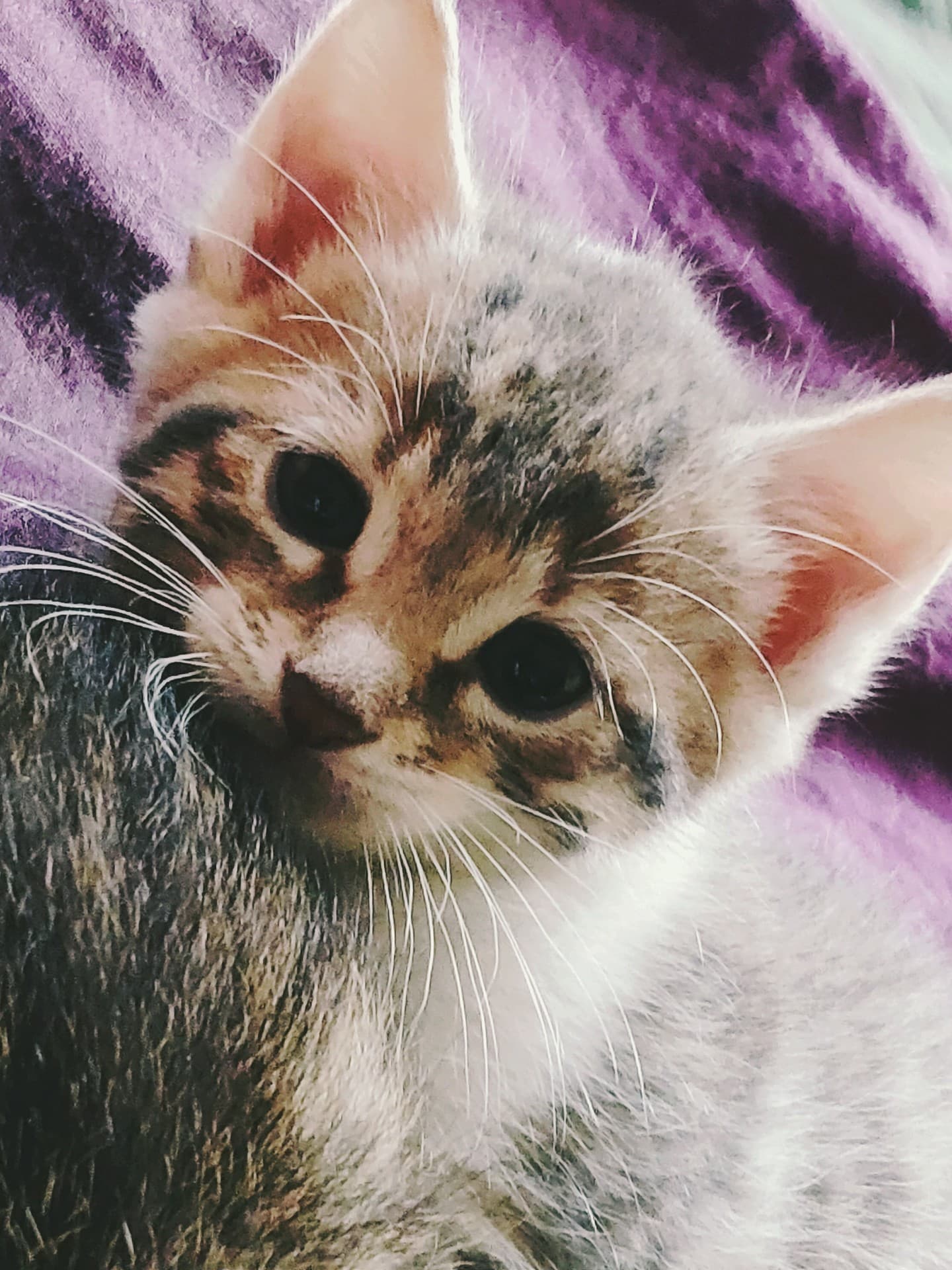 Kitten
