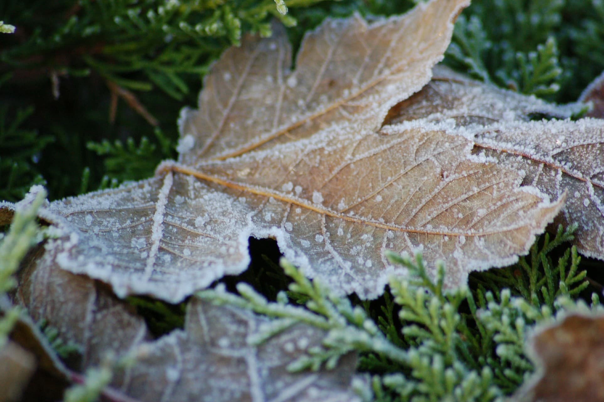 Winter