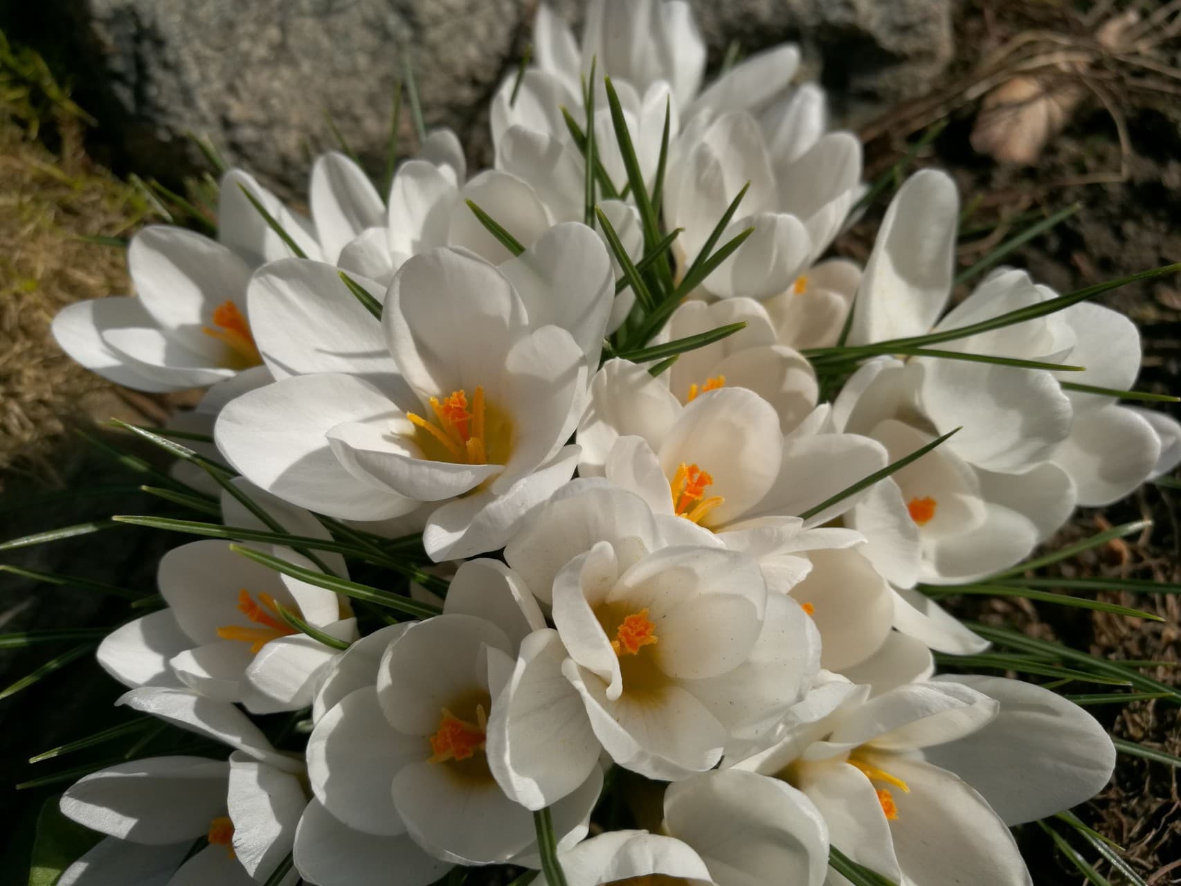 Crocus