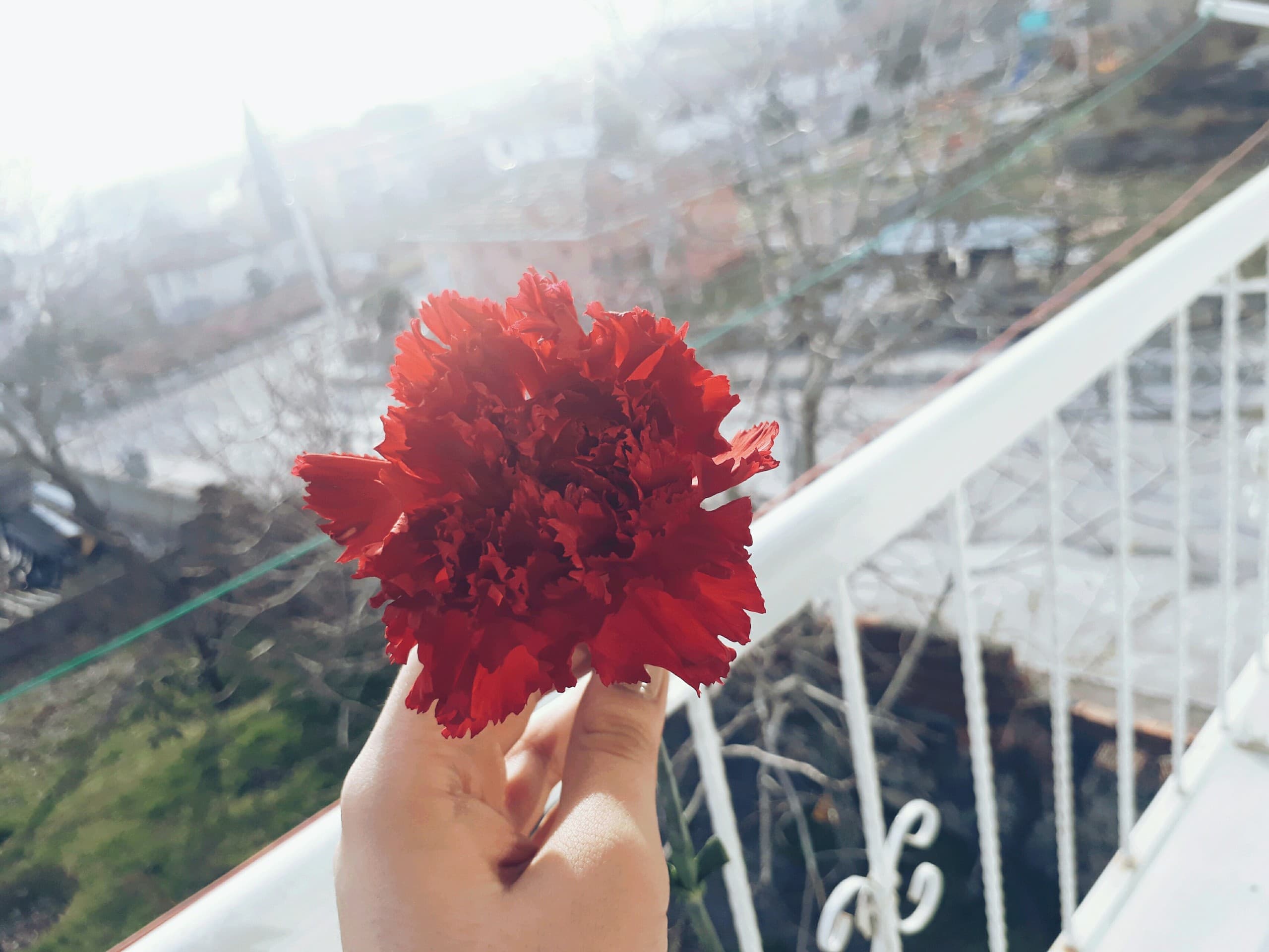 ŞD