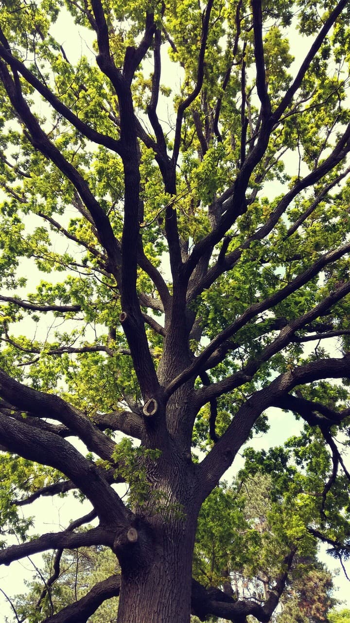 tree