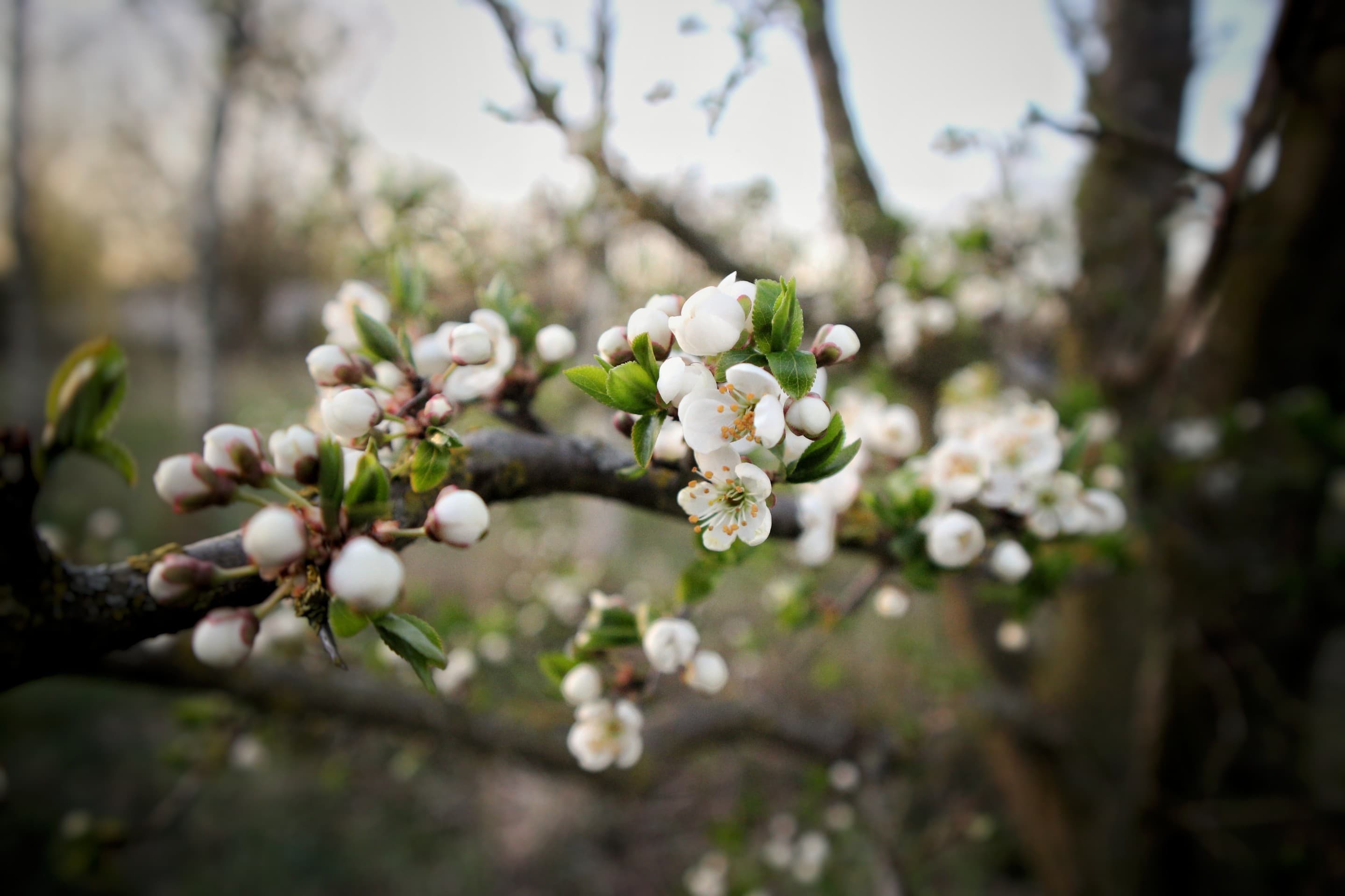 Flower tree