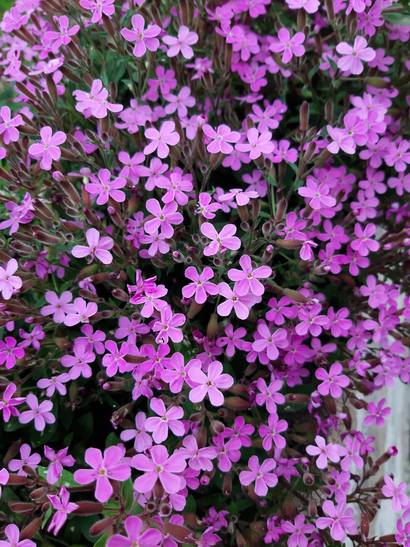 fleurs