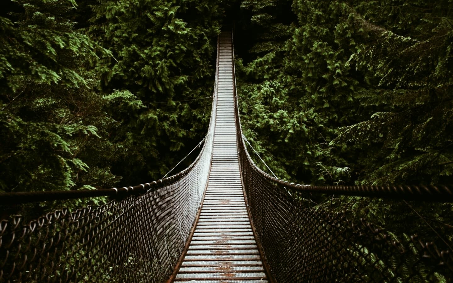 bridge in jungle