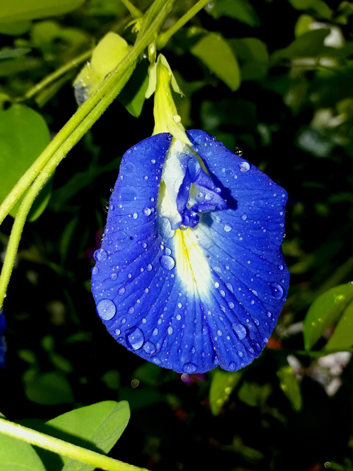 Freshly Bloomed wet Clitoria Flower of My Garden....