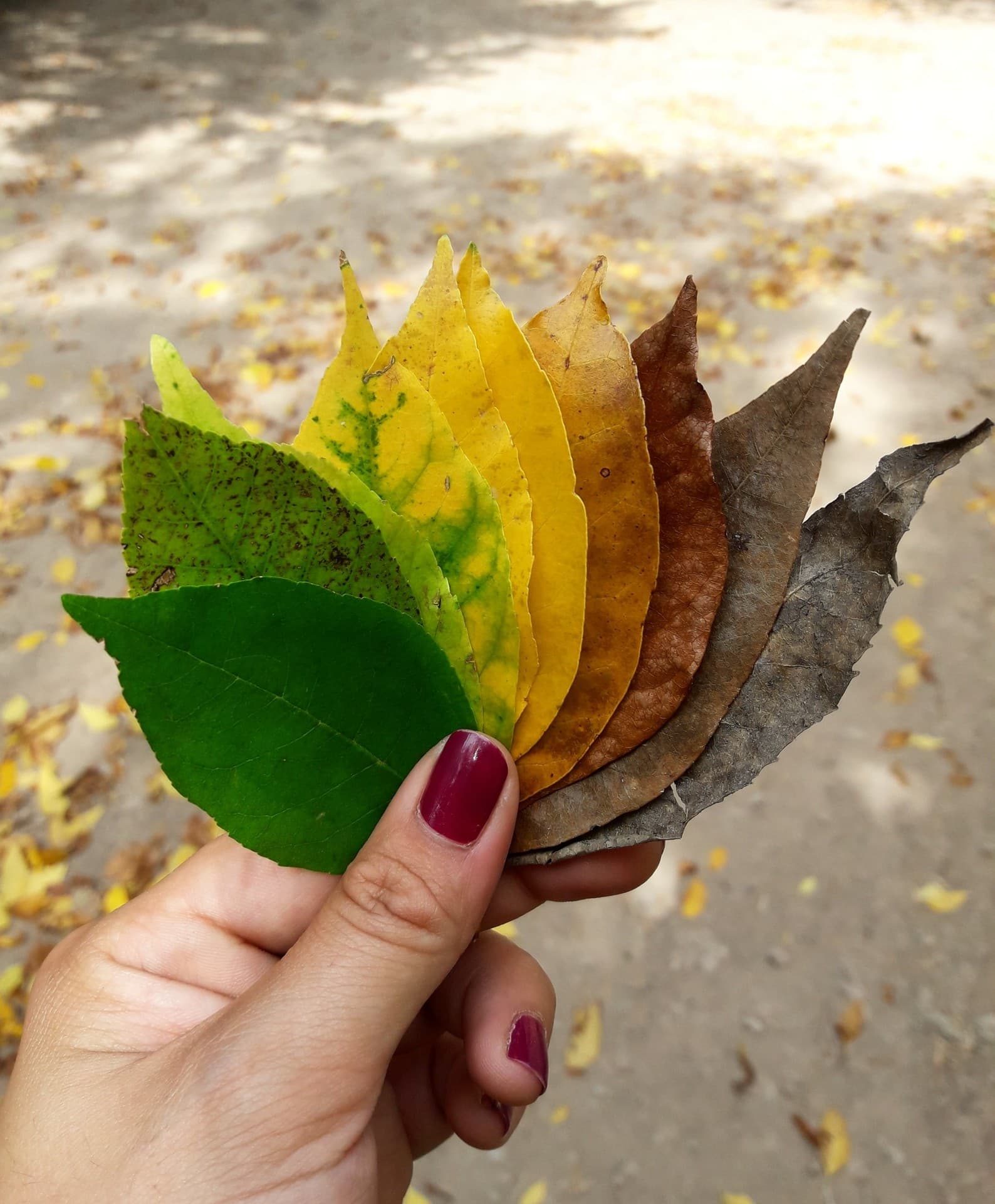 Autumn