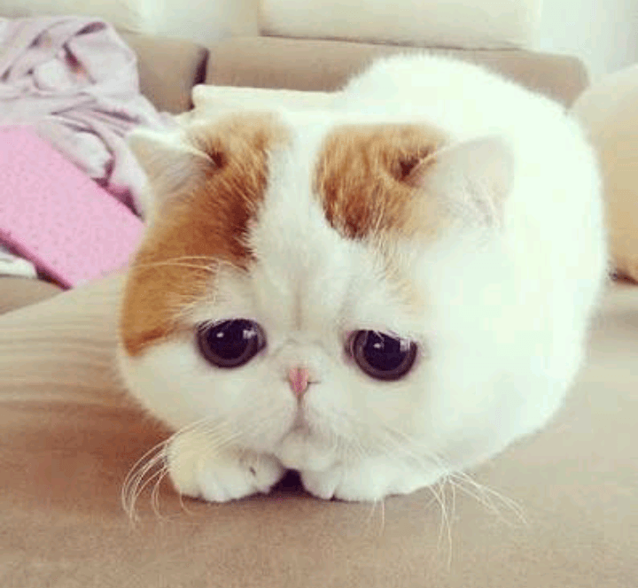 sad cat