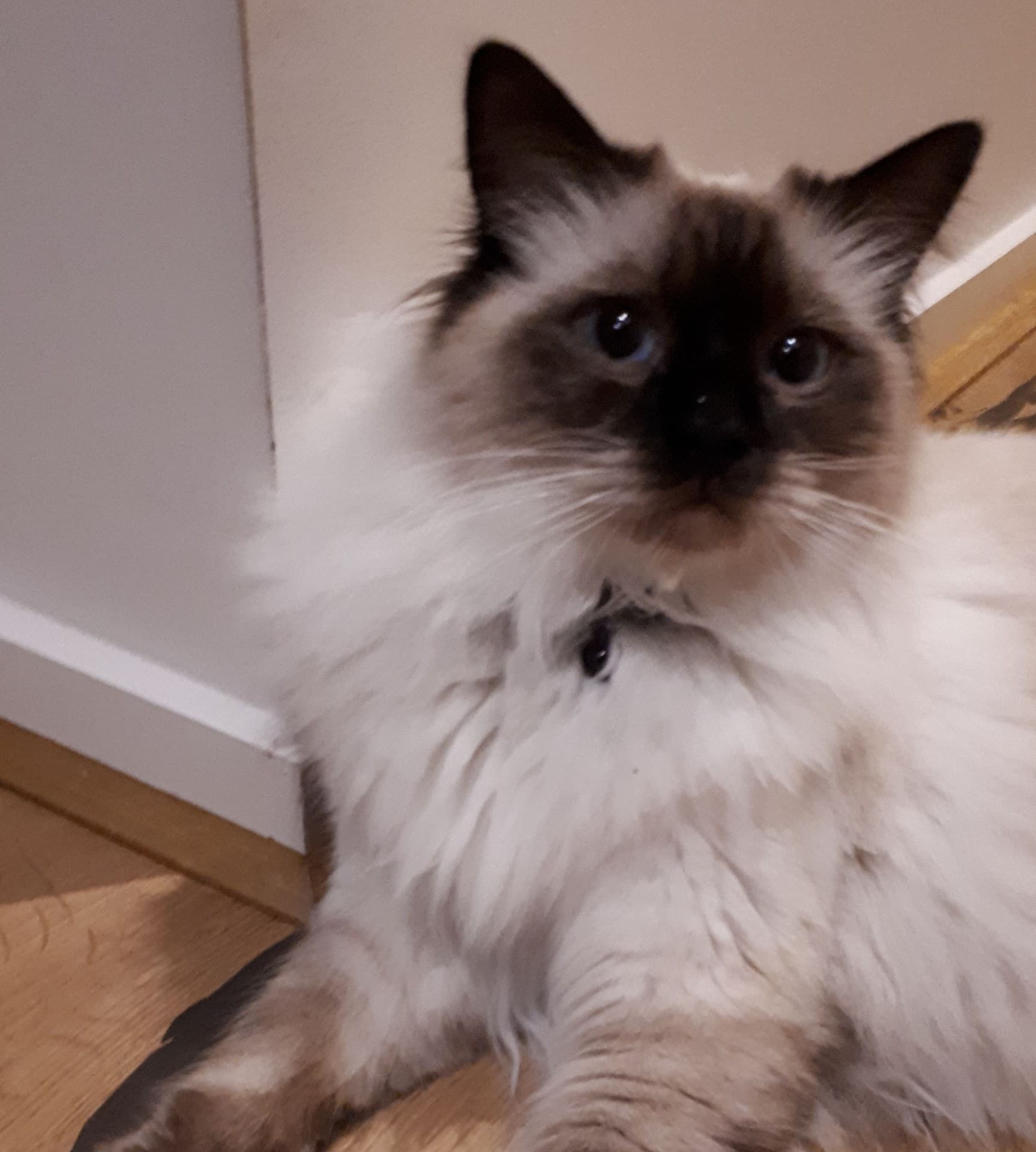 Simba the ragdoll kitten