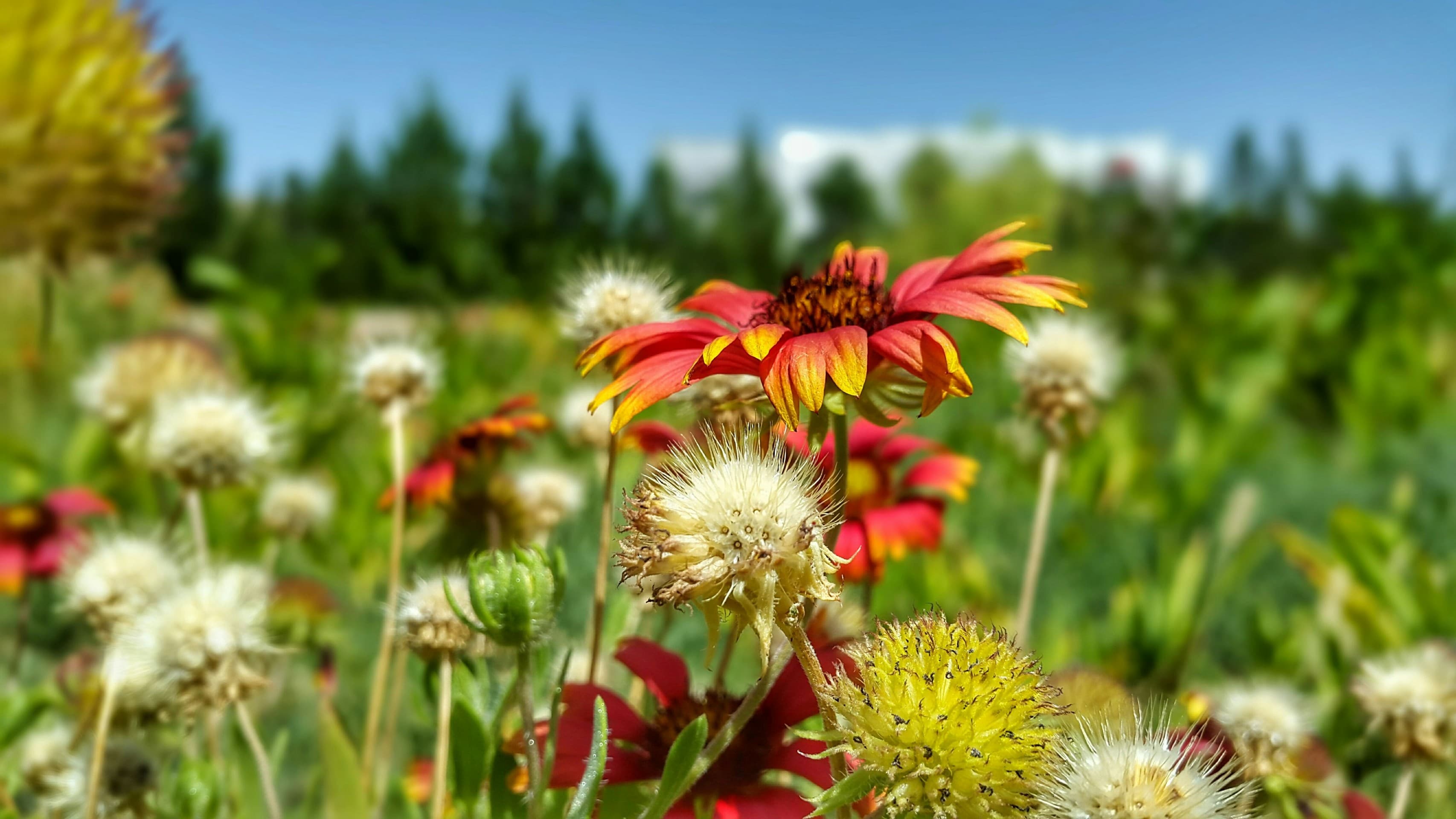 Flower