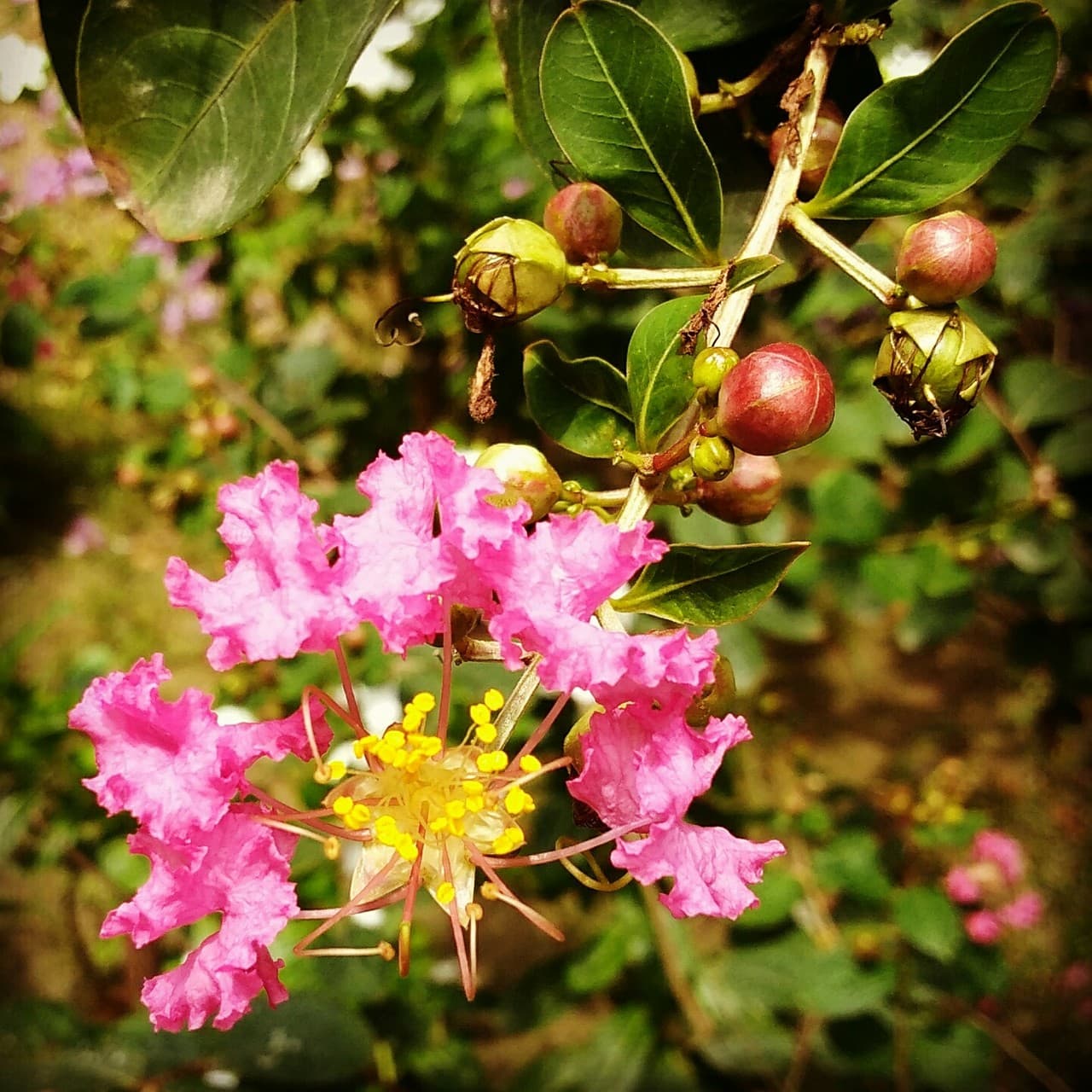 Flower with buds.