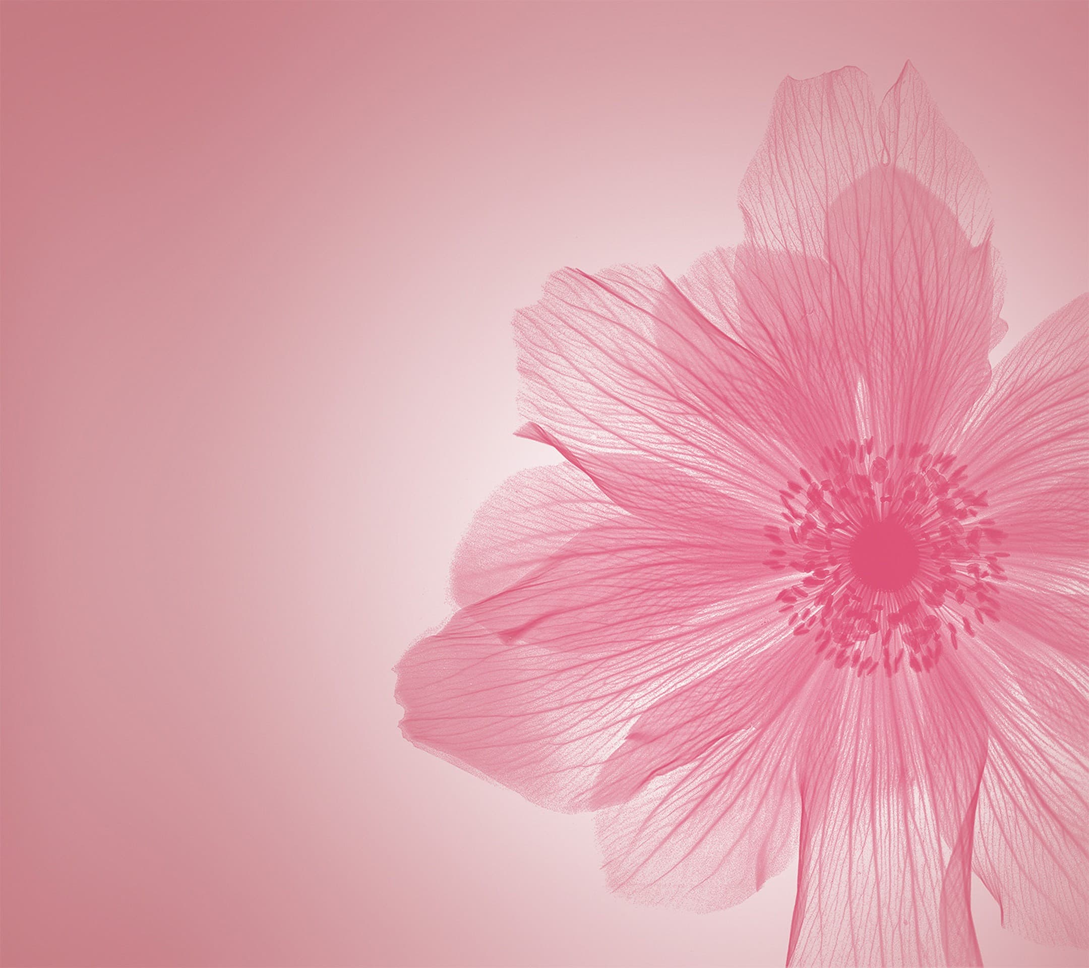 Pink Flower