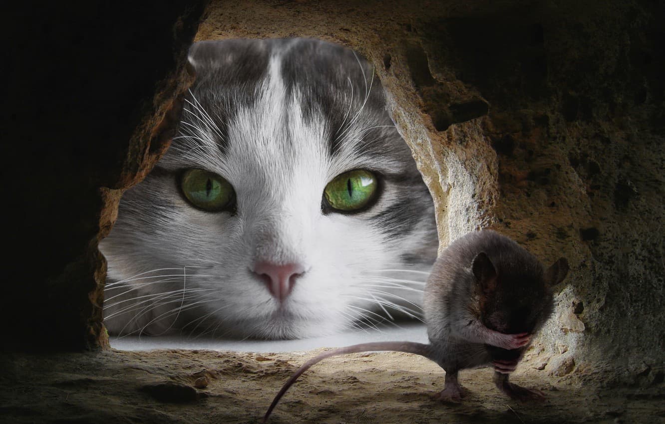 tracking down special mice