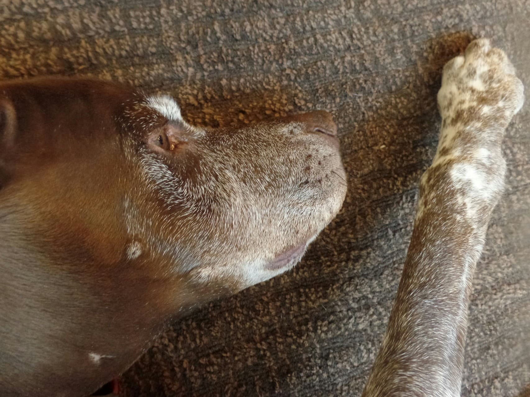 Omg. I have PAWS! (that's what he looks like he is thinking)
