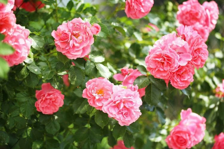 dix__sept fleurs roses((french language))