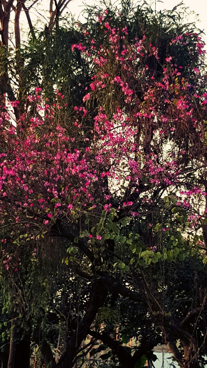 Beautiful pink flowers