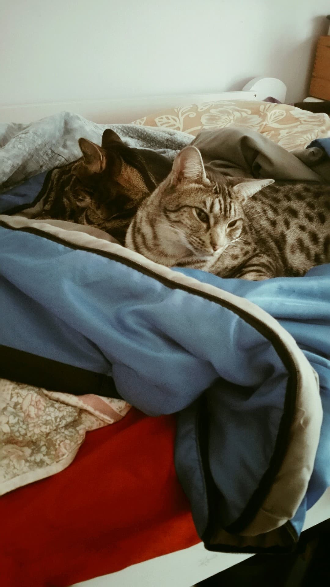 yin yang cats