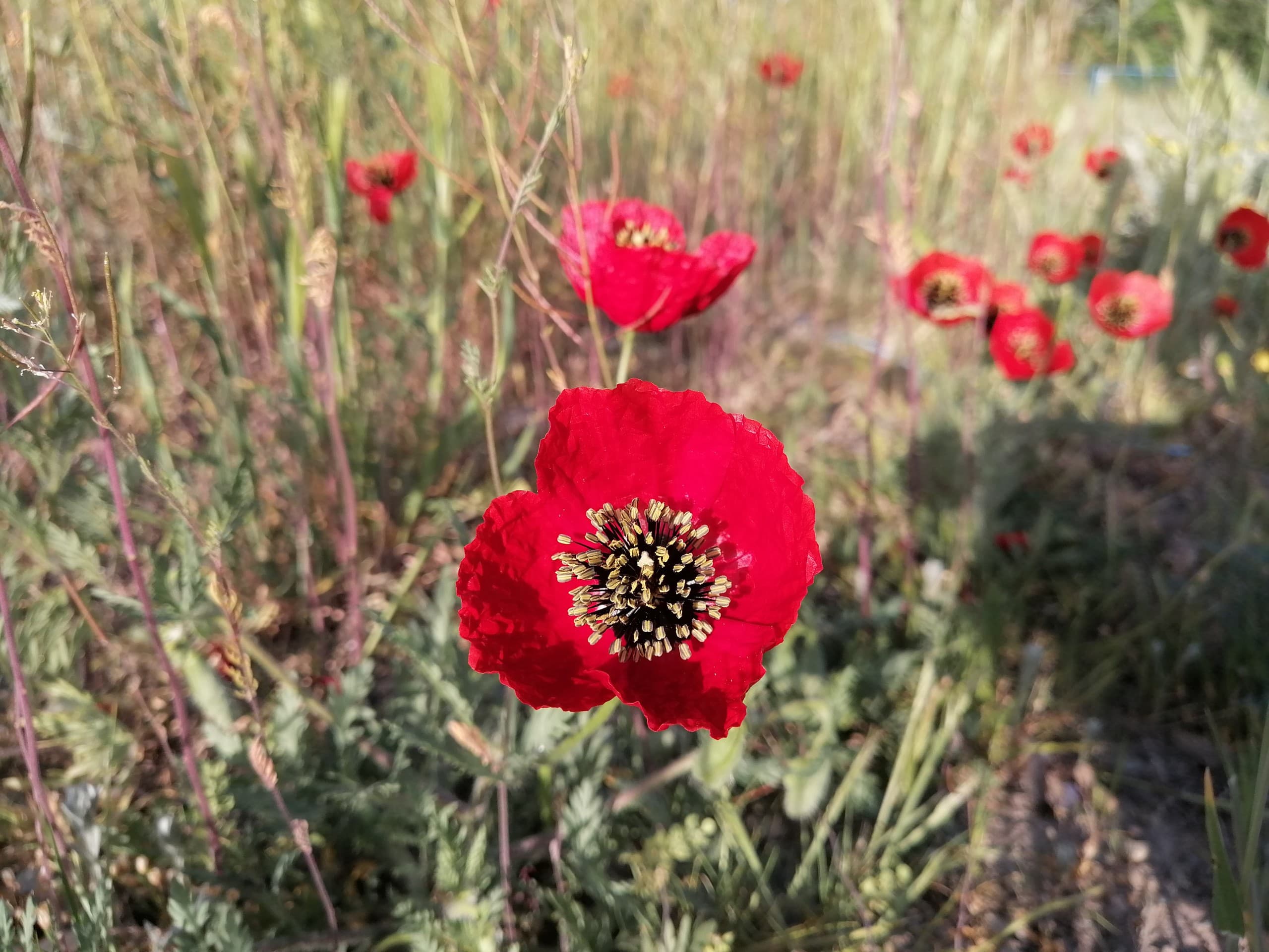 flower
