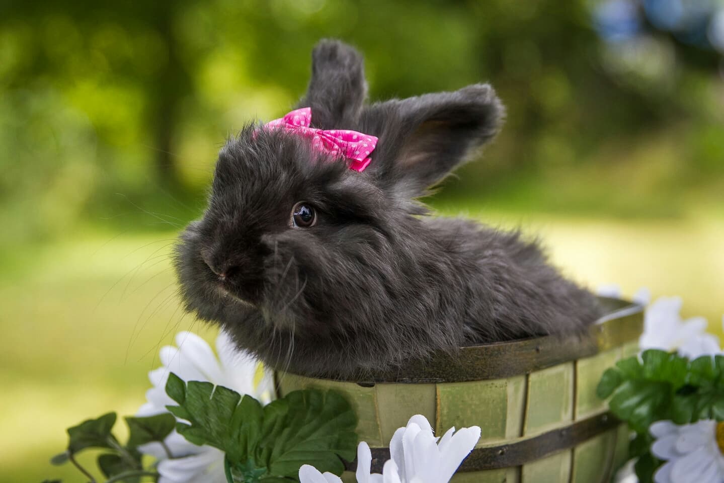 Rabbit