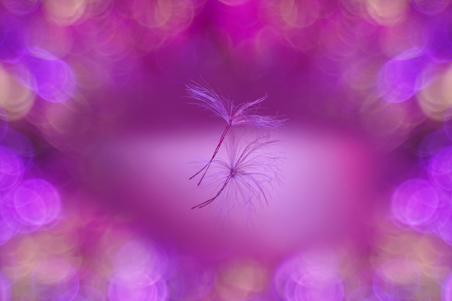 Bokeh Pink
