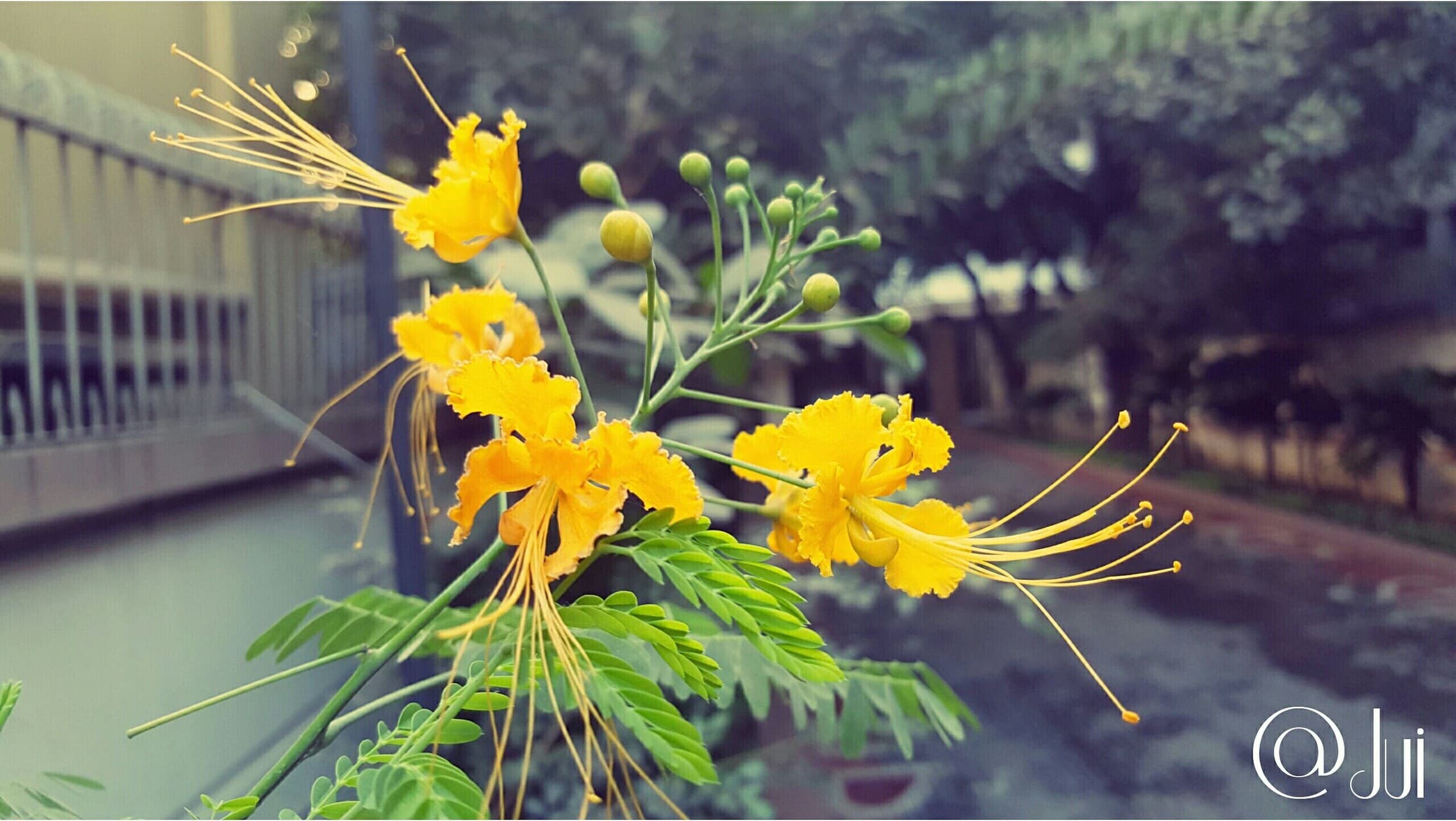 Little Radhachura flower