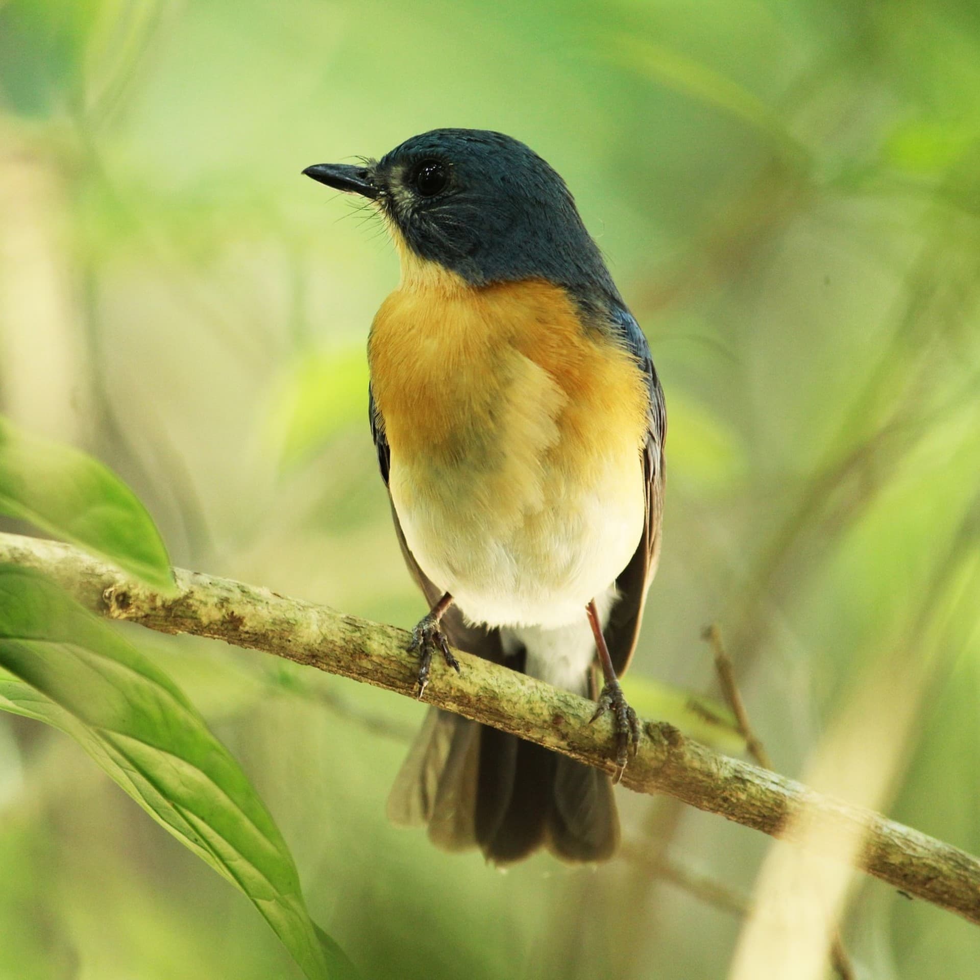 Lovely Bird...