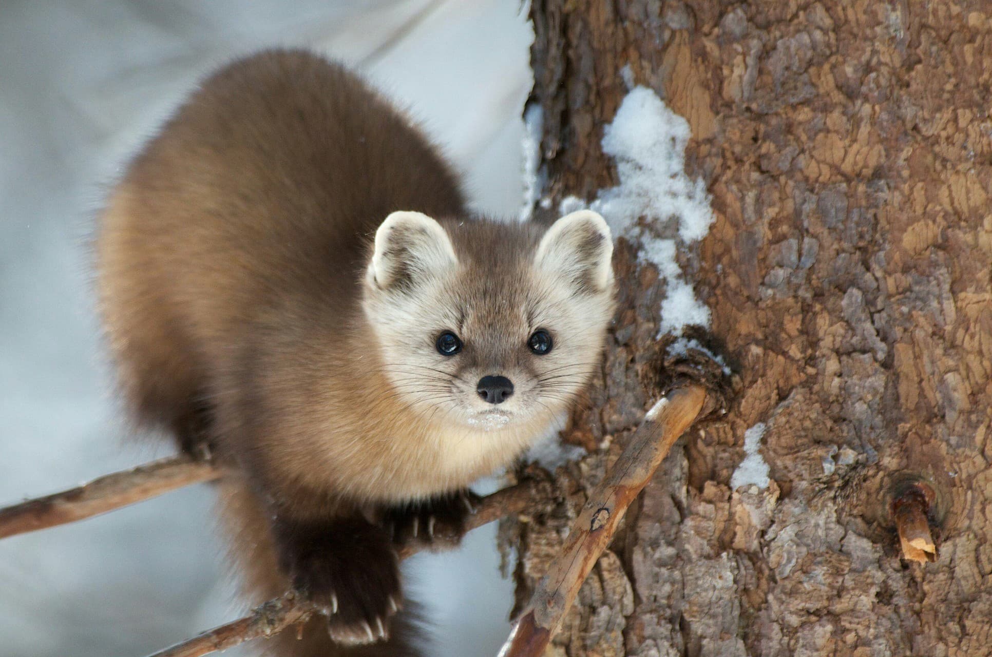 Cute Ferret
