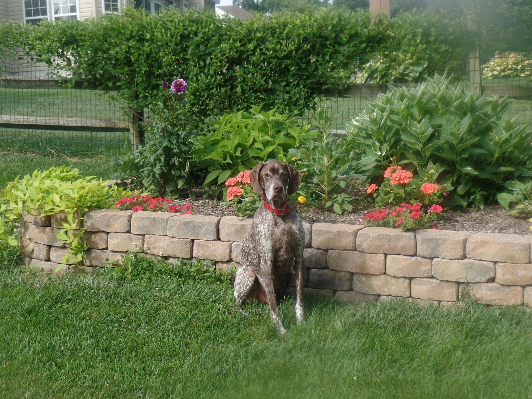 My dog... his name is Skagit!
