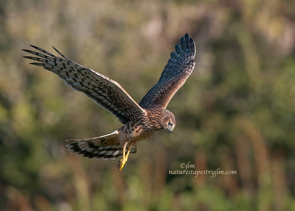 The-Great-Hunter- !!!!!!
by Judylynn Malloch