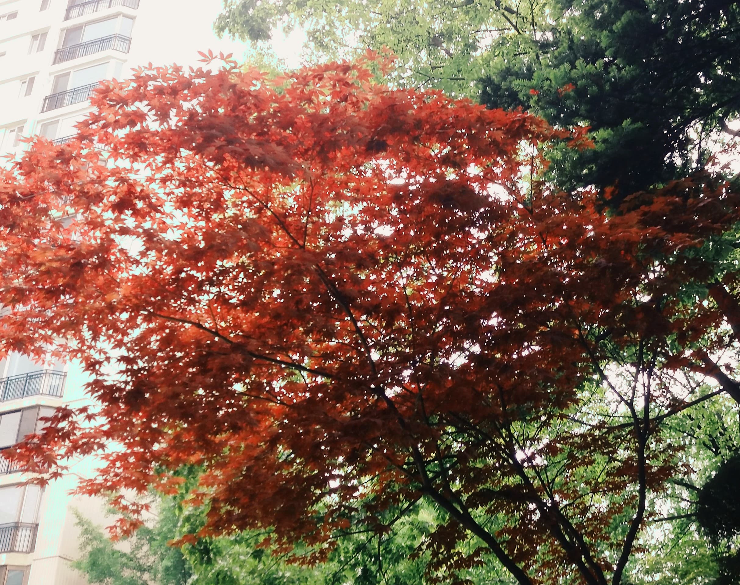 redleaves