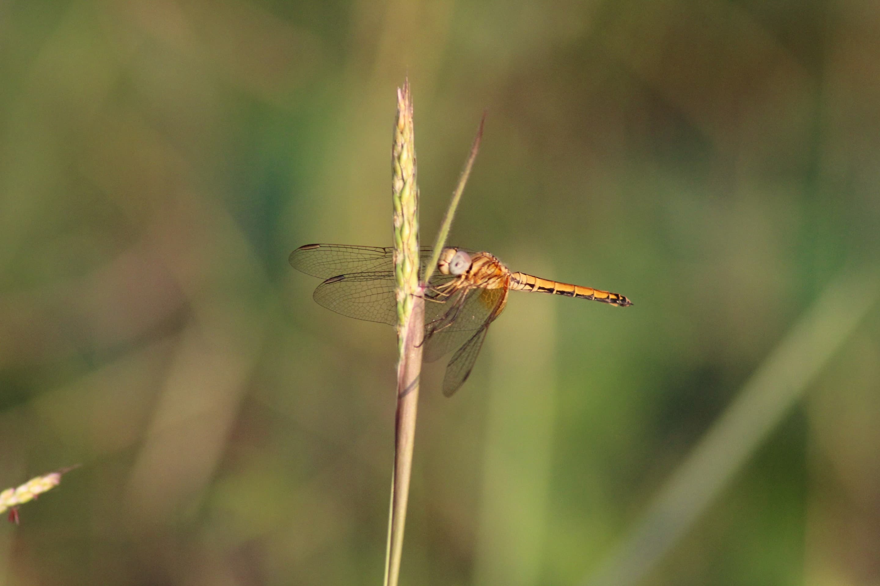 we call her dragon fly