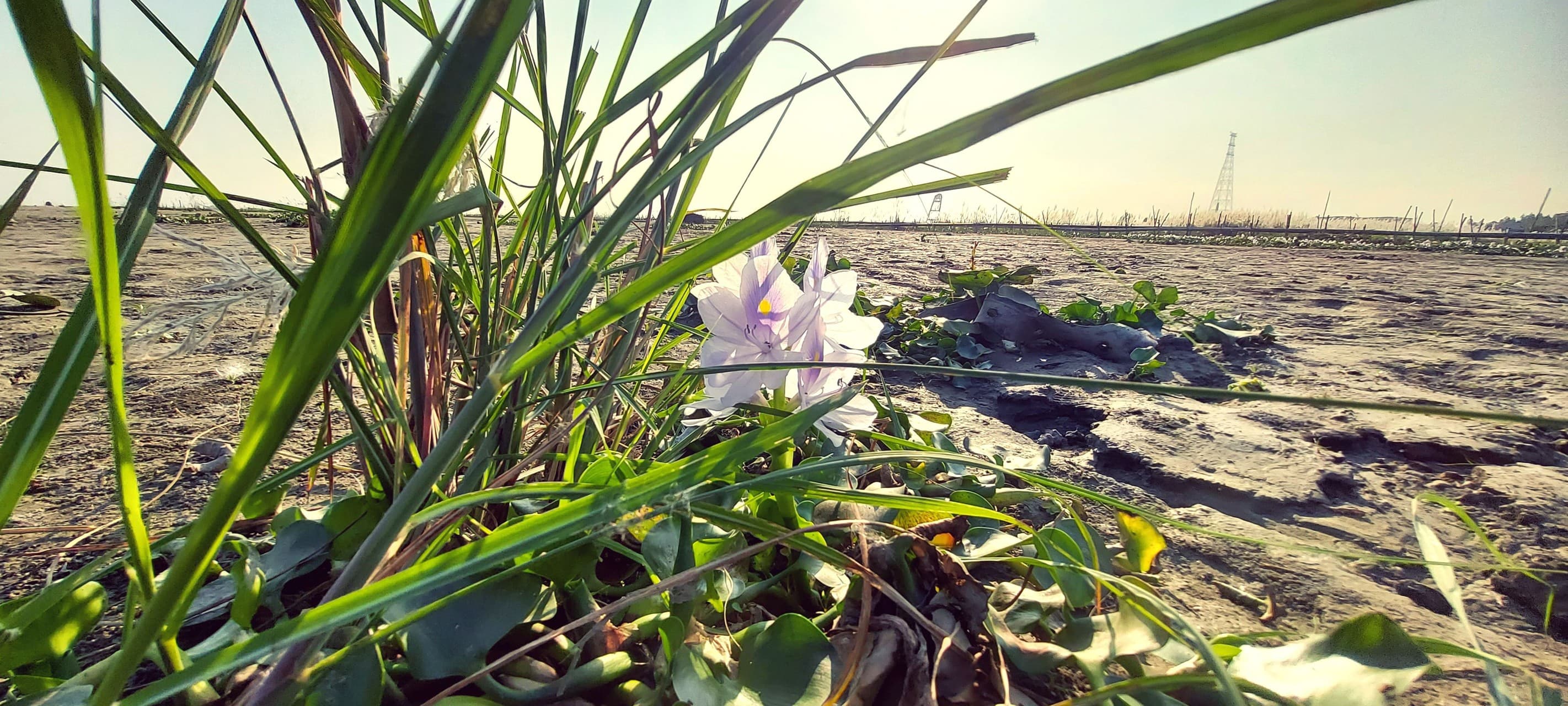 Wild Lily
