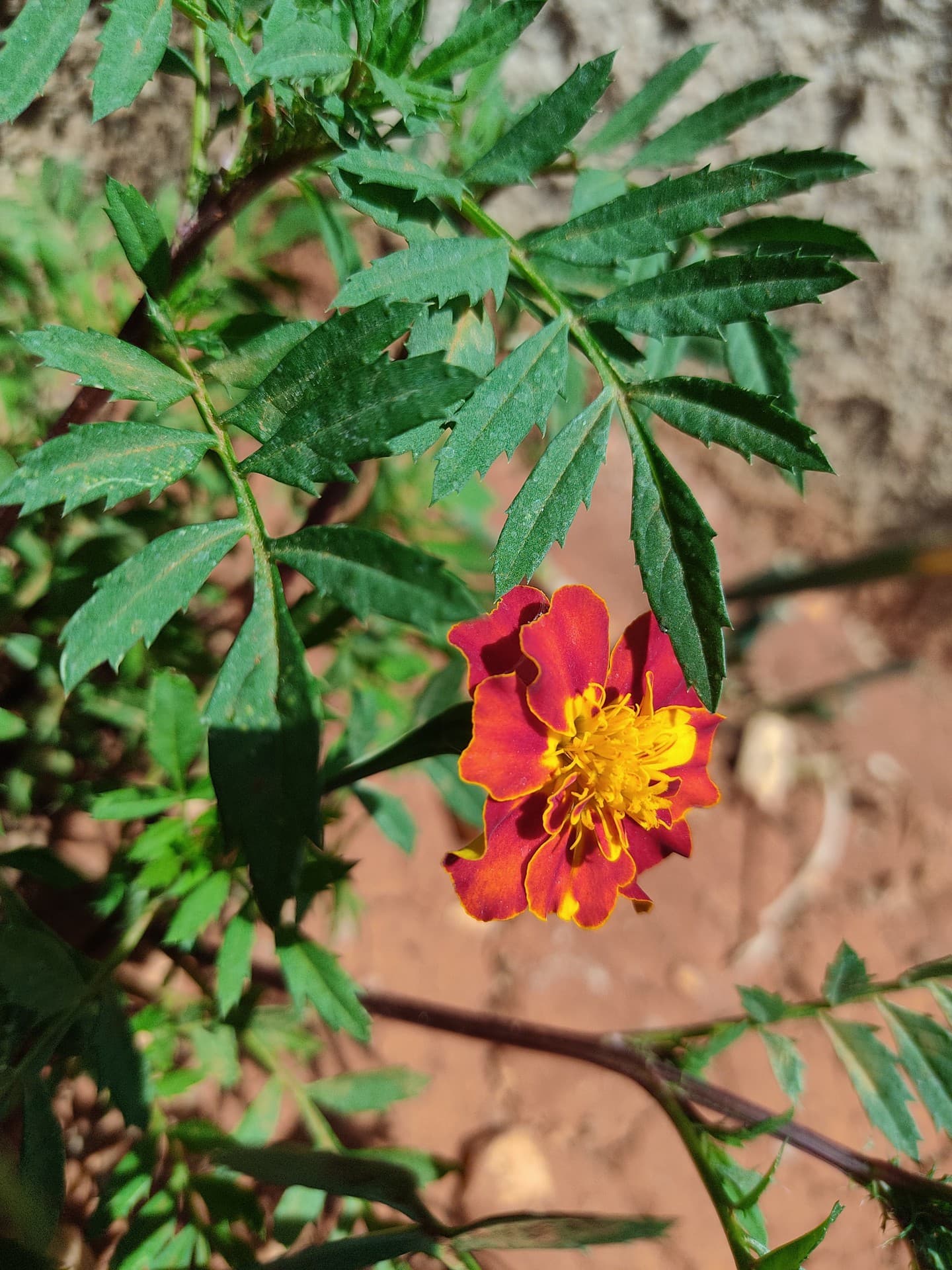 flower