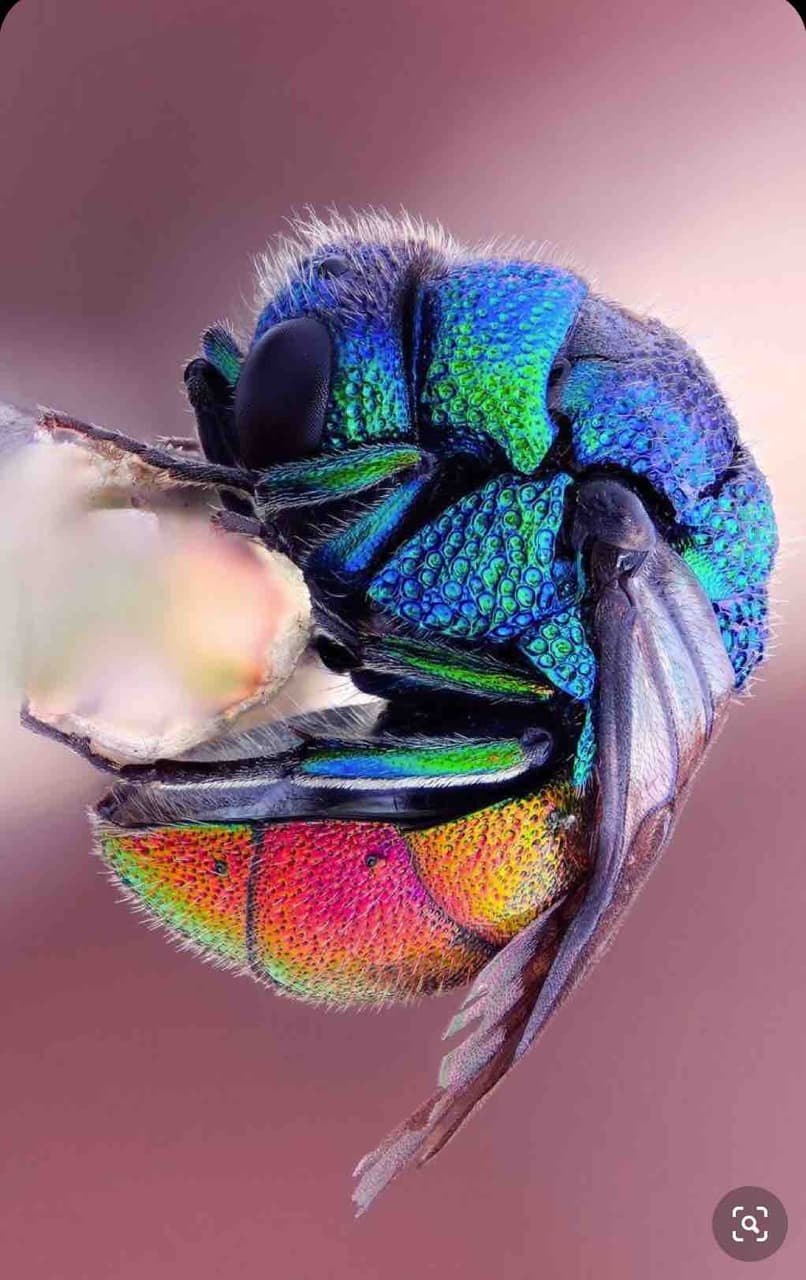 Colourful Bug ?