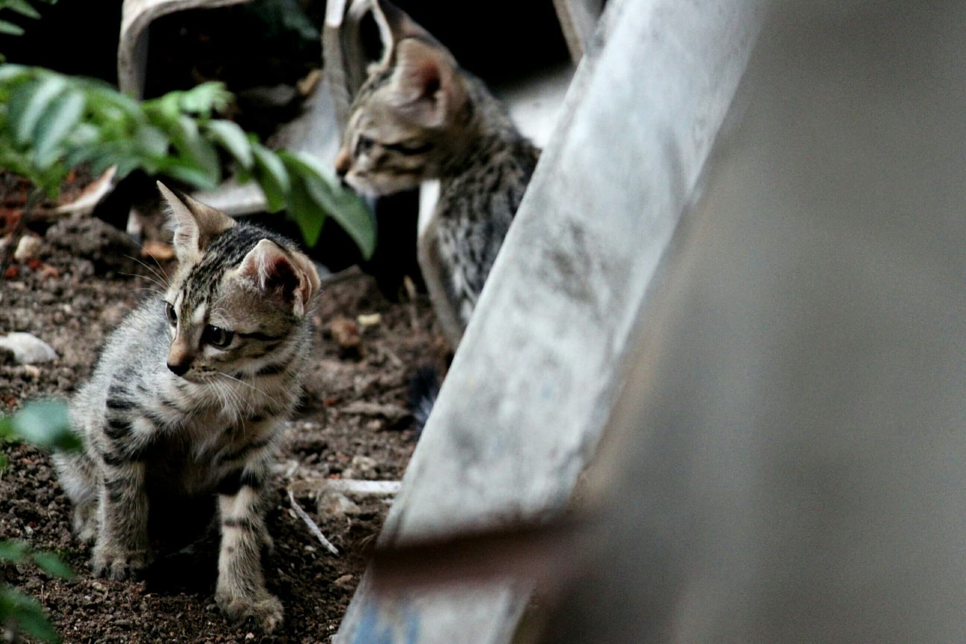 Kittens