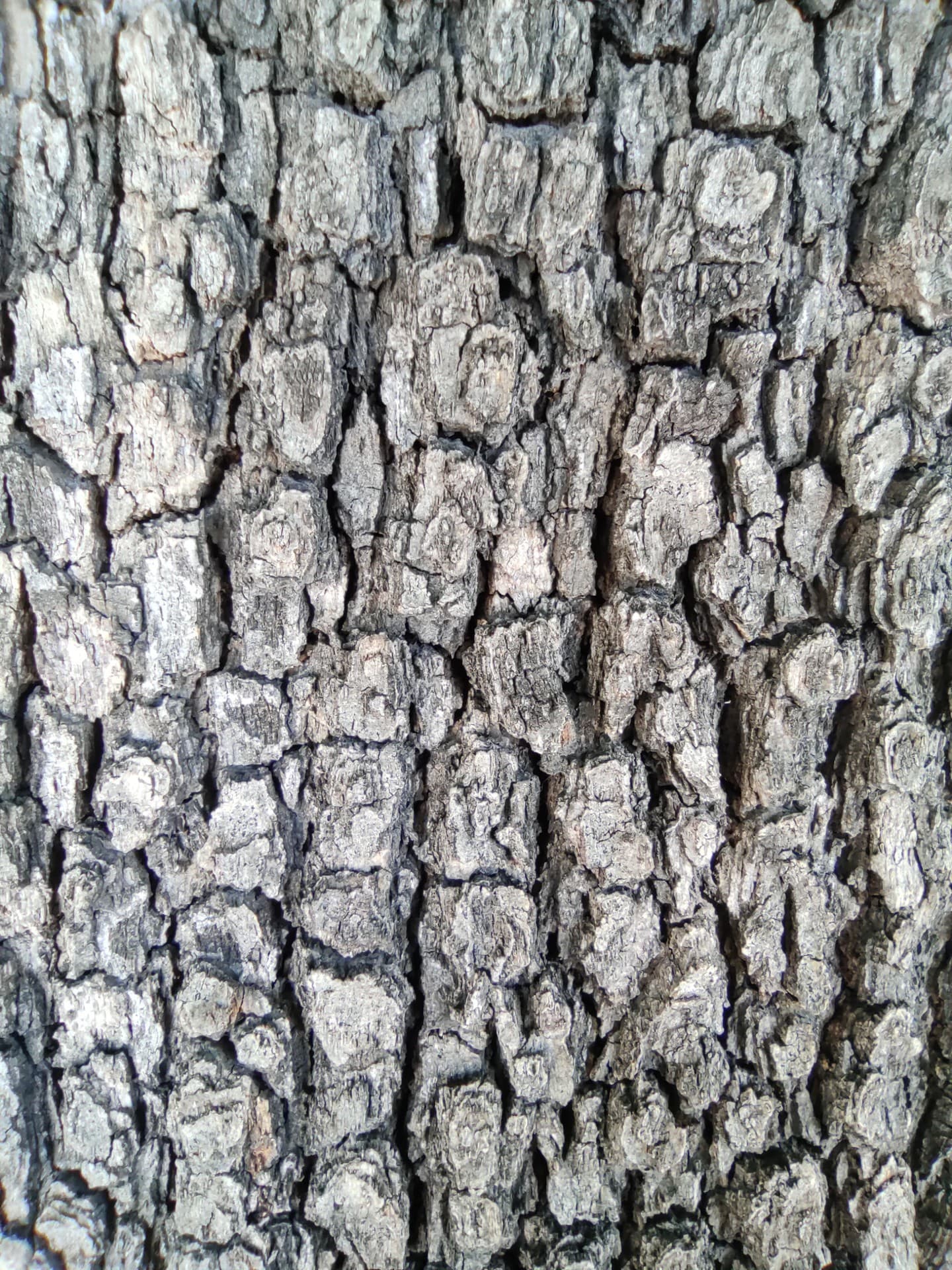 tree stem