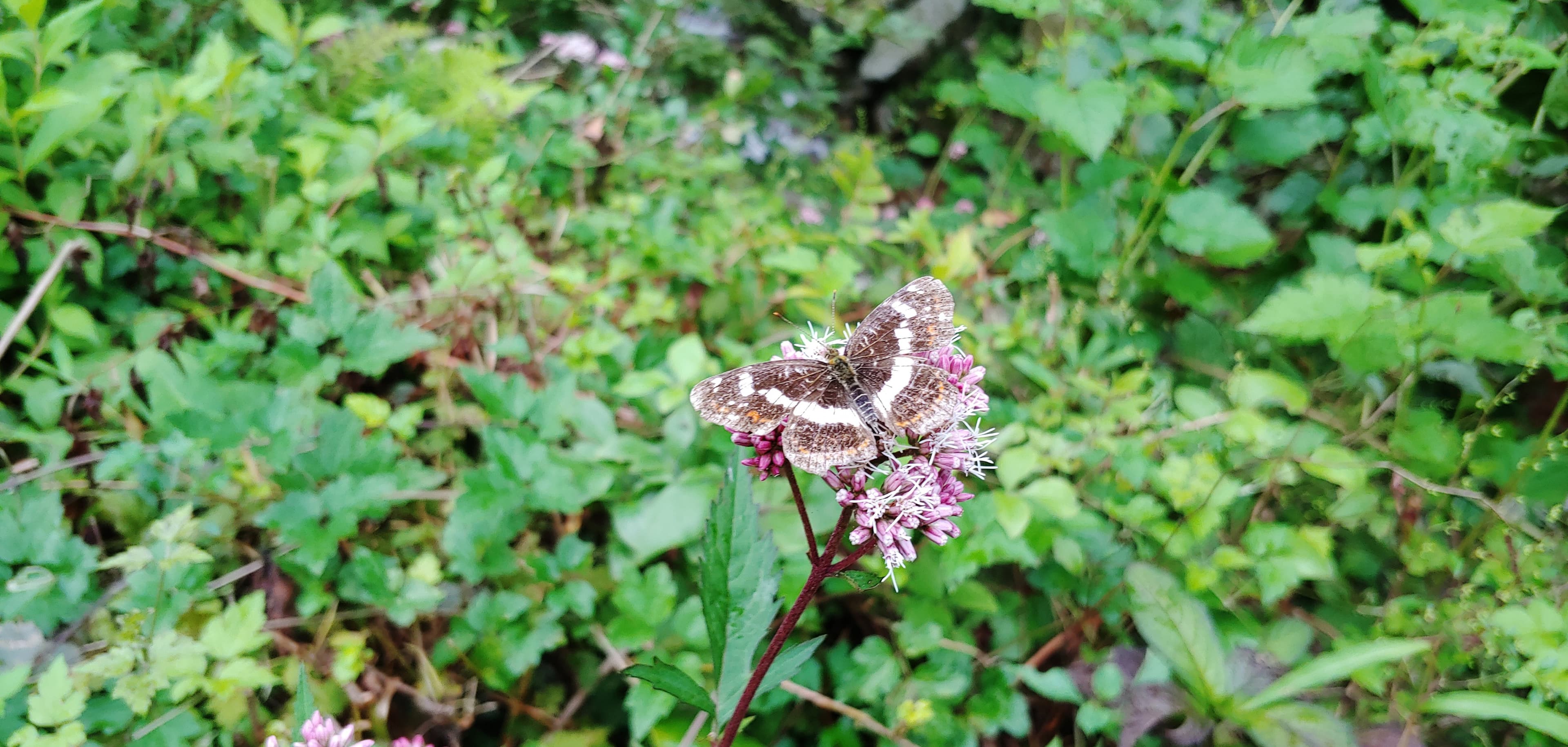 a pretty butterfly on a wildflower^^