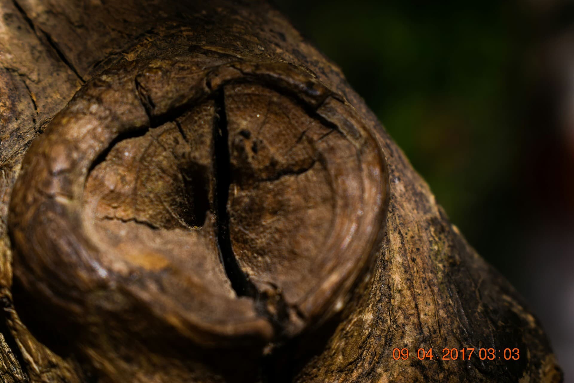 ##Still life photography