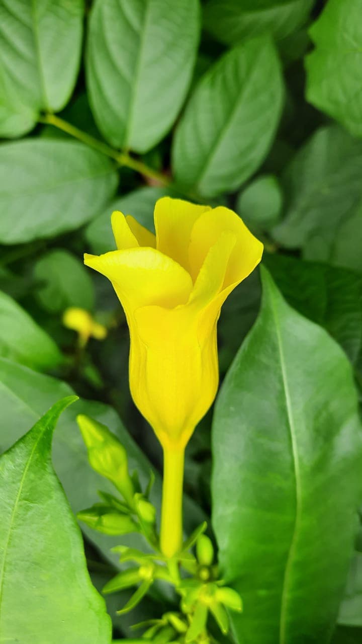 Cascabela Thevitia - Kolambi poo - Golden Trumpet