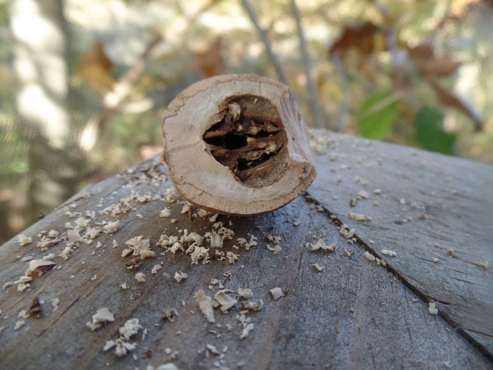 Squirrels have been here...