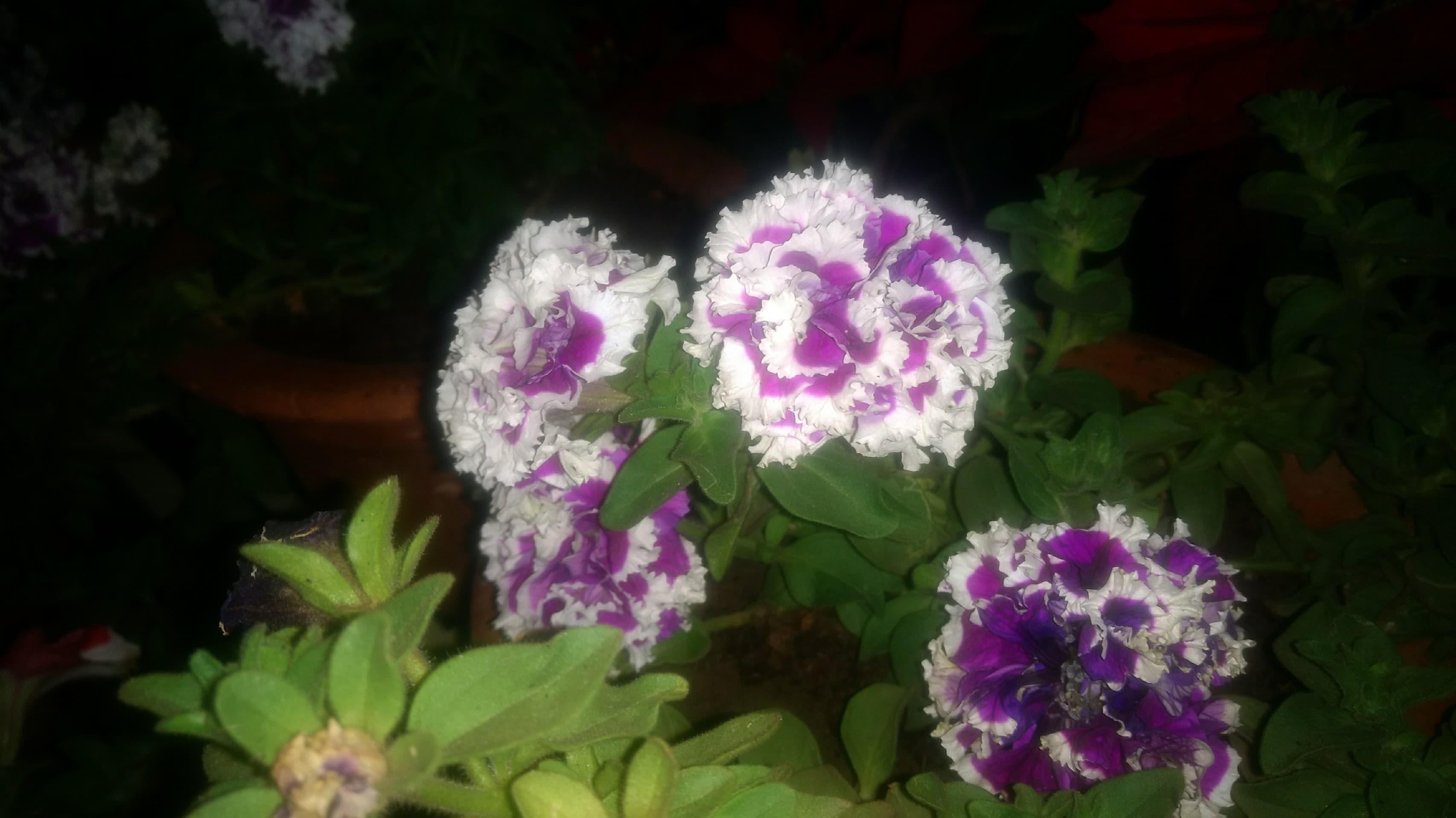 beautiful flowers