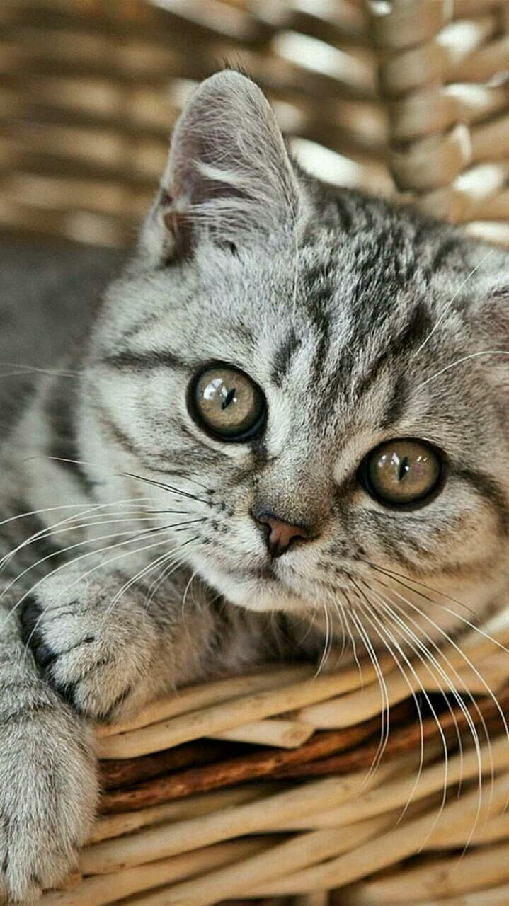 cat...