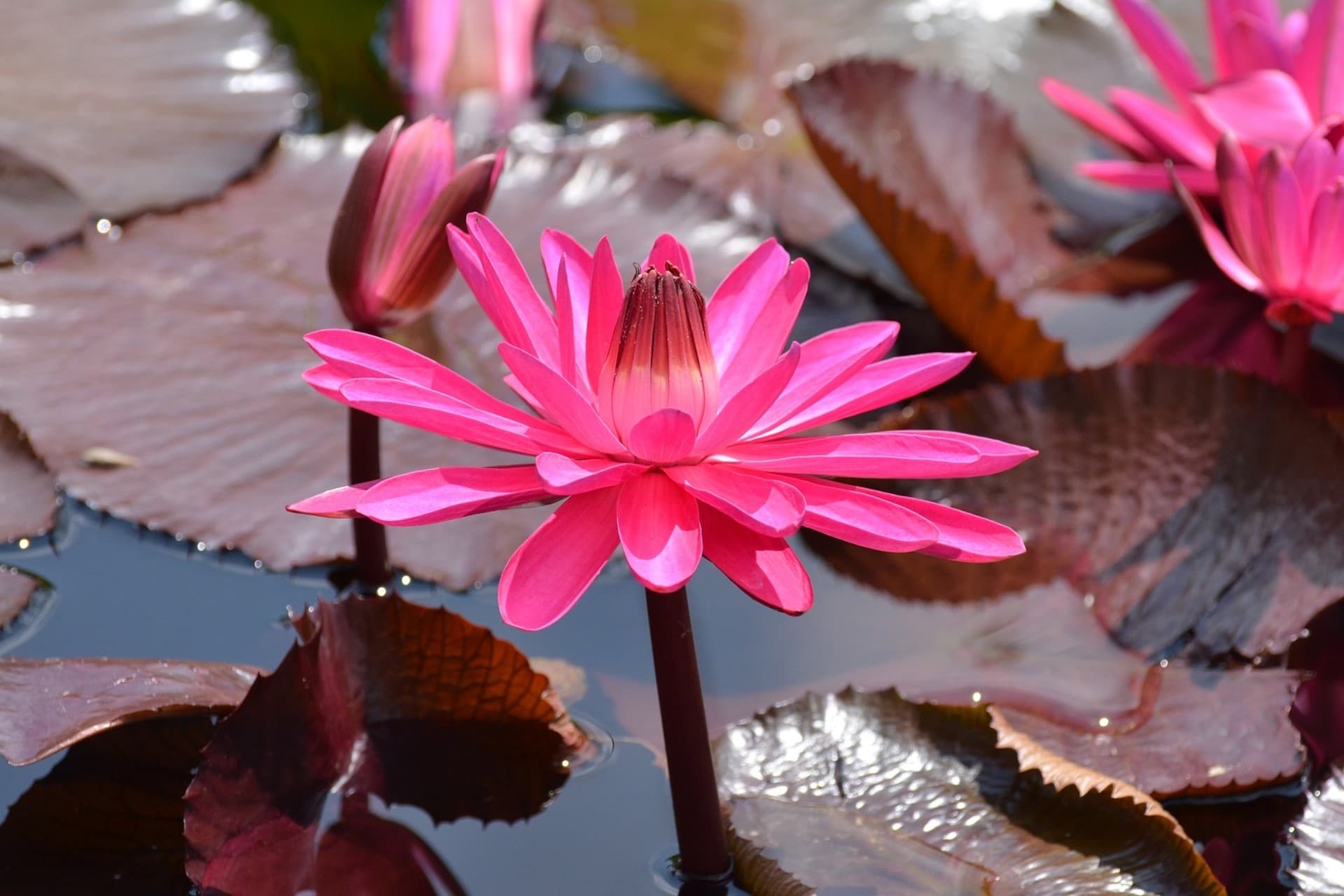 beautiful pink lotus flower...