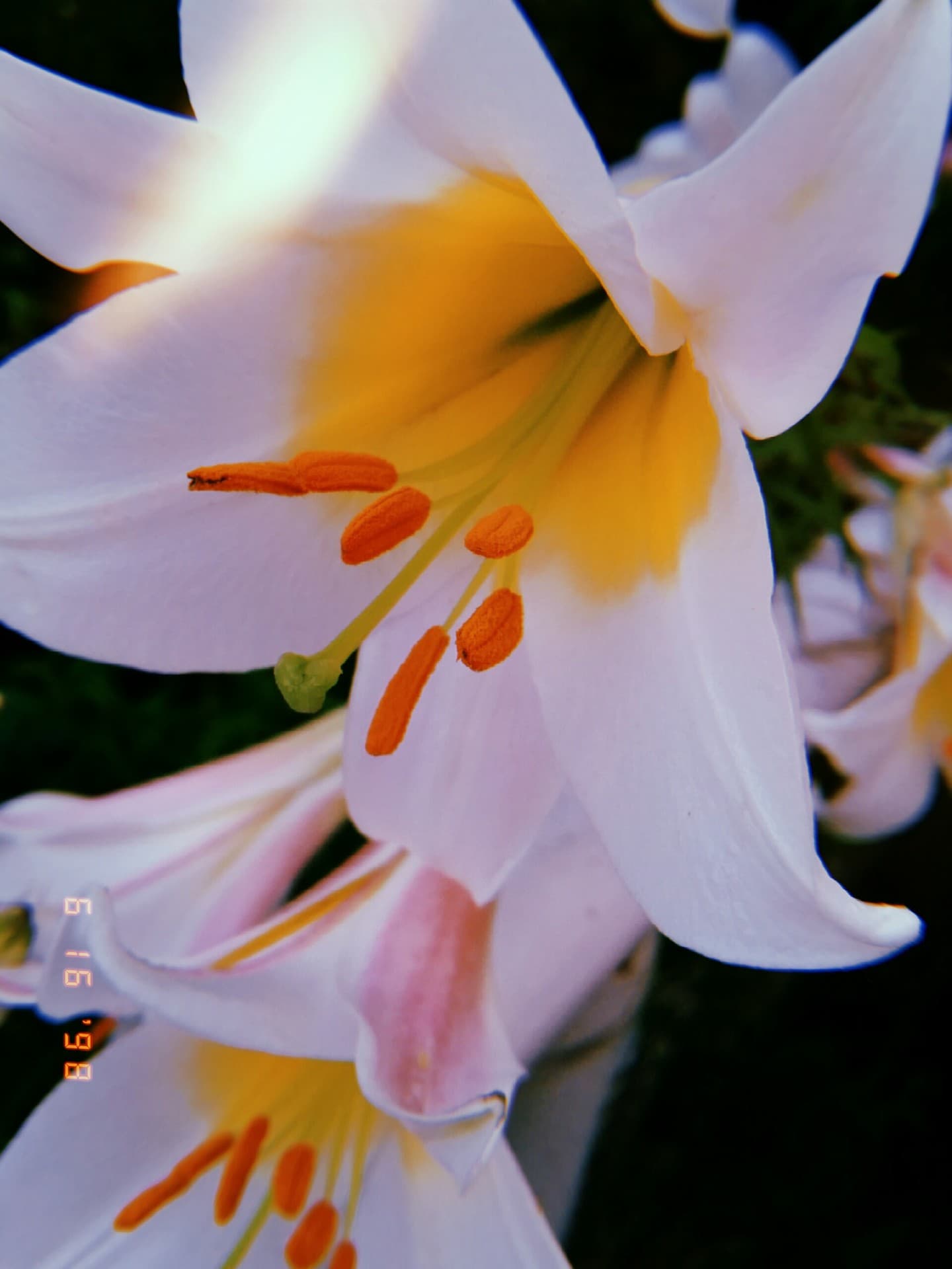 Wonderful white lily